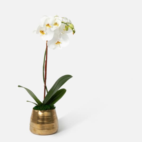 White orchid plant in a gold pot