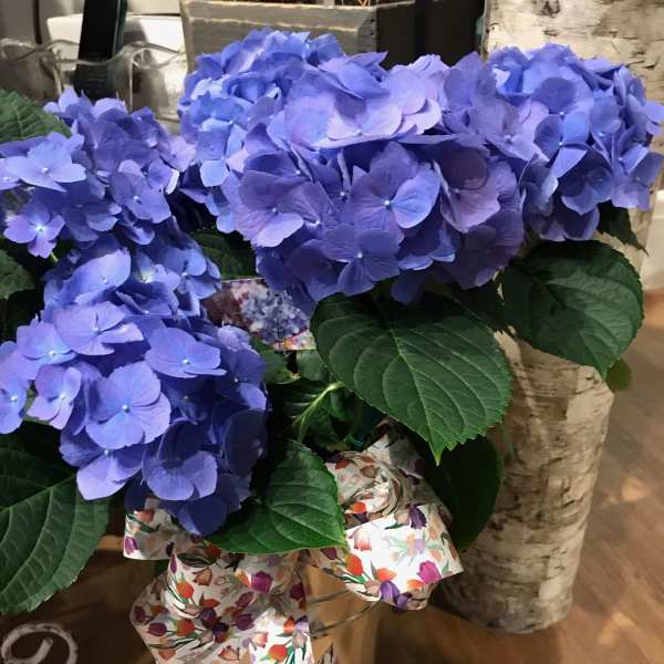 Beautiful Blue Hydrangea