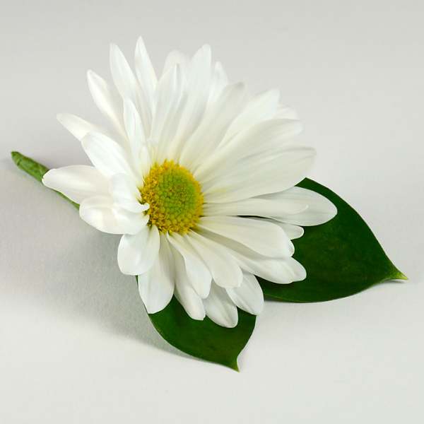 White daisy flower with two green leaves on a light background