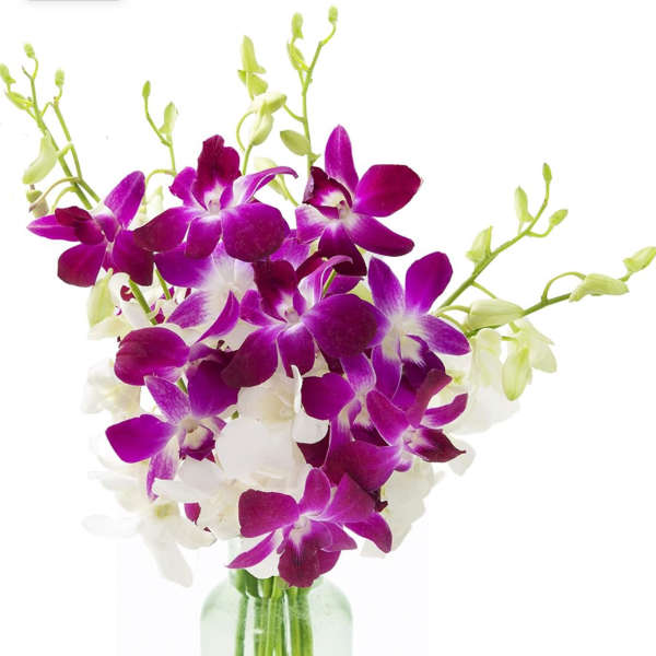 Purple and white orchids in a clear glass vase