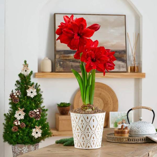 Amaryllis Plant Gift