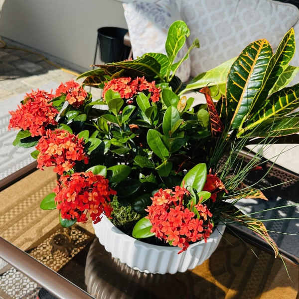 Patio Paradise Planter, St Augustine Florist