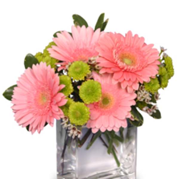 Pink gerbera daisies in a clear square vase