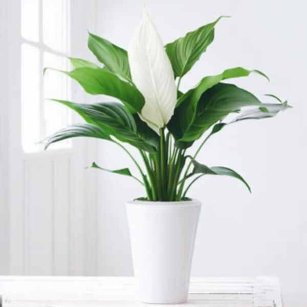 Peace Lily, Small