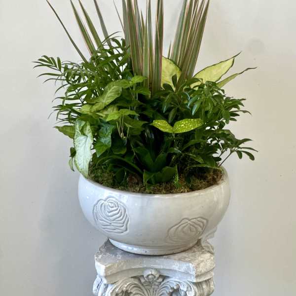 Mixed green houseplants arranged in a white ceramic planter