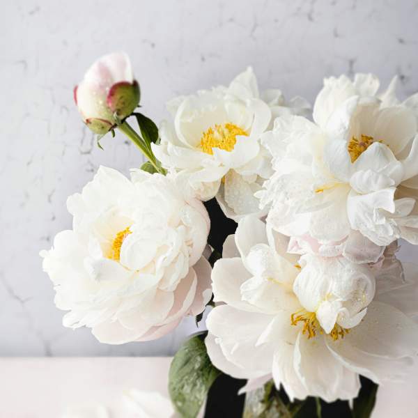 White peonies in a clear glass vase