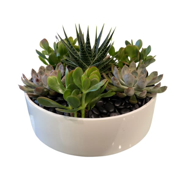 Succulent arrangement in a white bowl planter with black stones