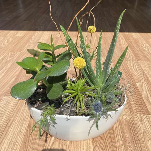 Mixed succulent arrangement in a white bowl planter