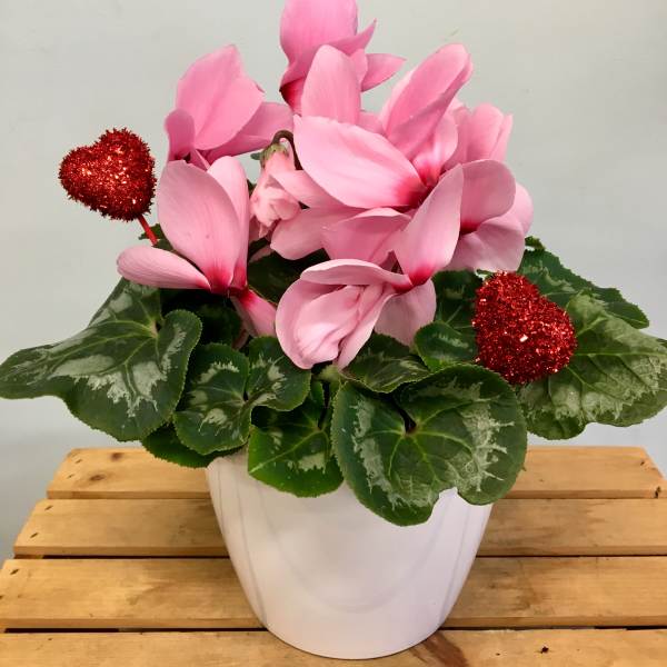 Blooming Cyclamen Plant