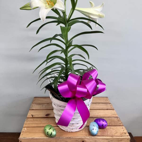 Potted white lily in a white basket with a bright pink bow and colorful eggs on a wooden crate.