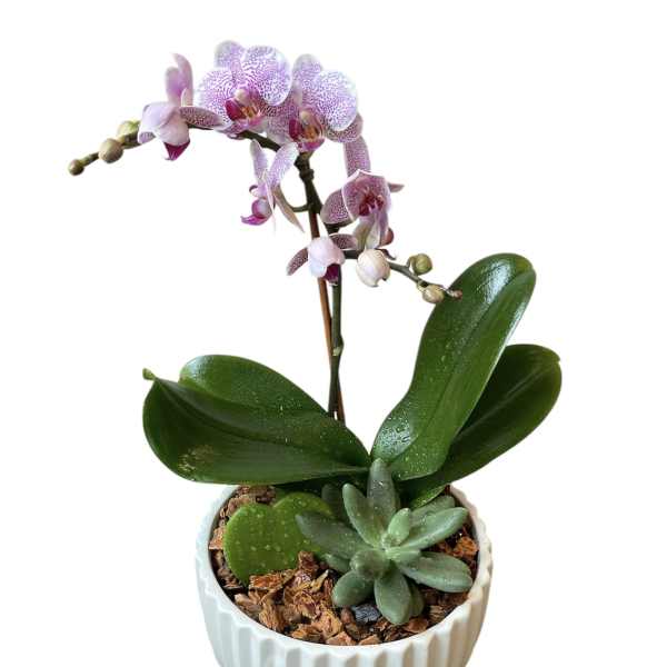 Potted orchid with pink-speckled blooms in a white ceramic planter