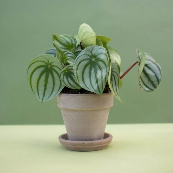 Potted plant with round striped leaves in a beige pot and saucer