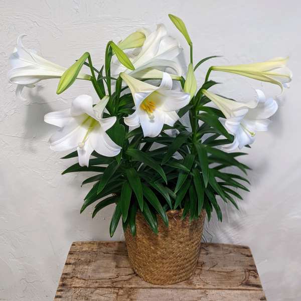 Potted white lily plant in a woven basket on a wooden surface