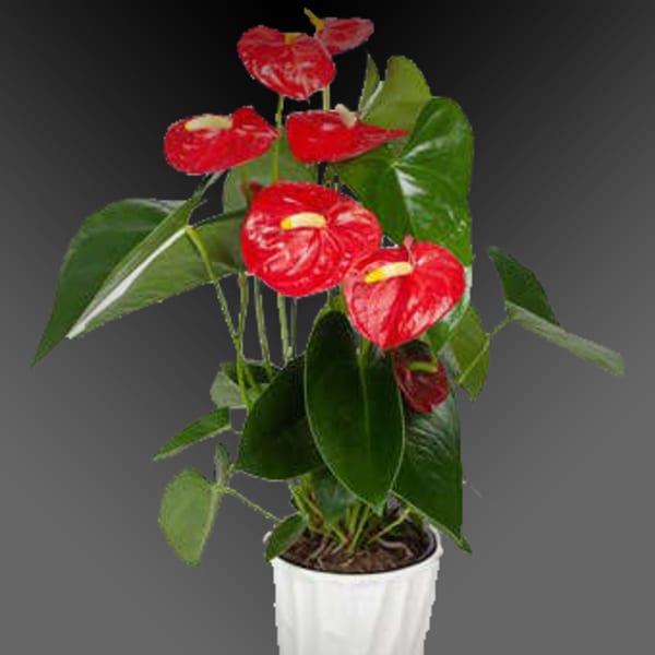 Potted anthurium plant with red flowers in a white container