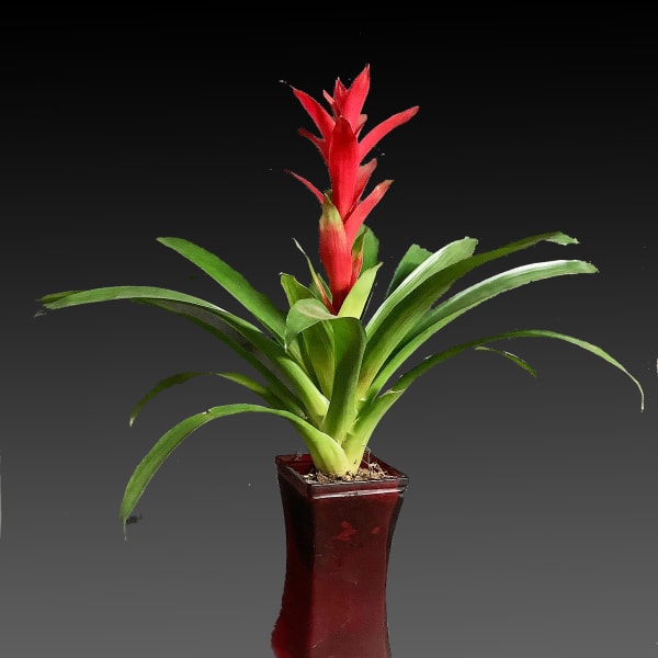 Red bromeliad plant in a tall burgundy pot