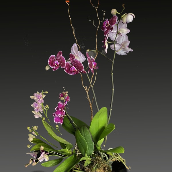 Fantastic Orchid bonsai
