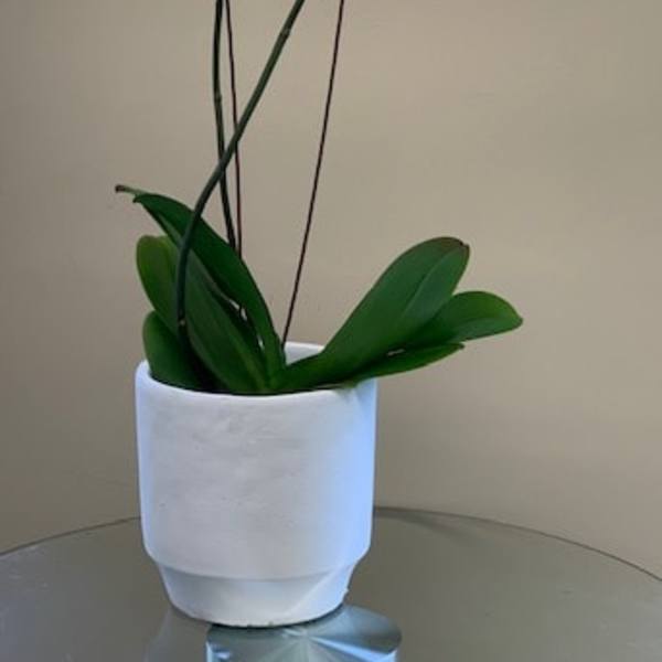 White orchid plant in a white pot