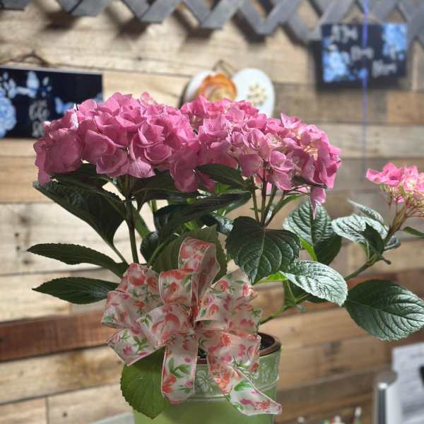 Blooming Hydrangea Planters