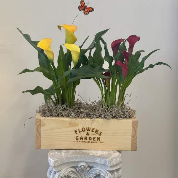 Yellow and burgundy mini calla lily plants in a wooden box planter with moss and an orange butterfly accent