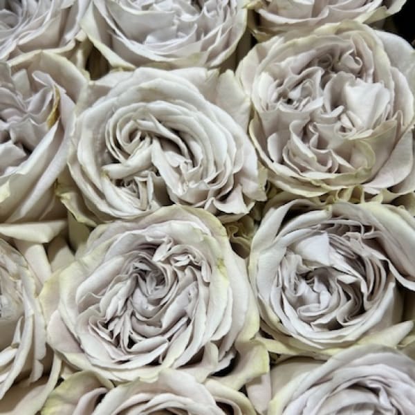 Dare To Be Different