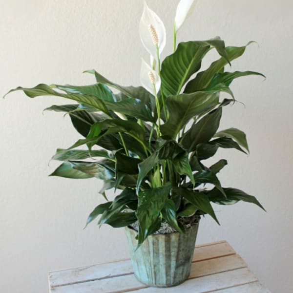 Spathiphyllum - Peace Lily plant- 스파티필룸 식물