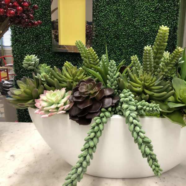 Succulent Boat