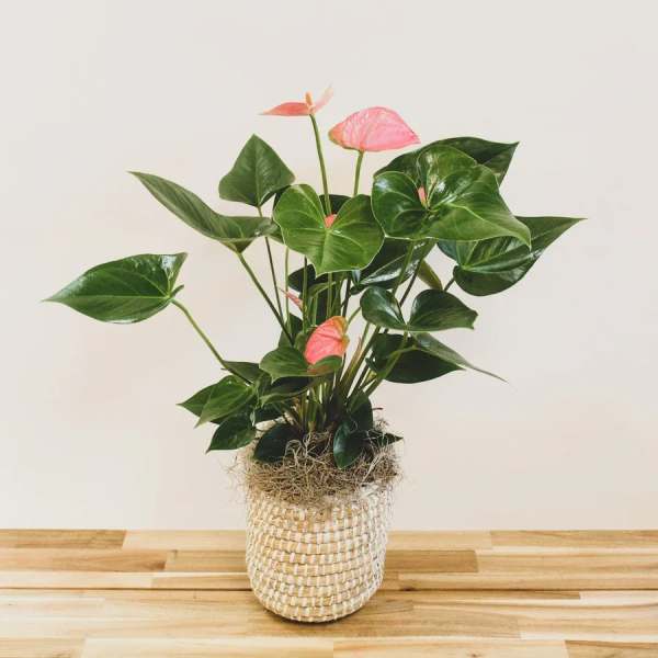 Potted anthurium plant with pink blooms in a woven basket