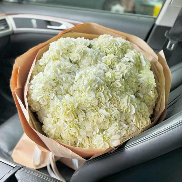 A bunch of snow-white clouds of hydrangeas