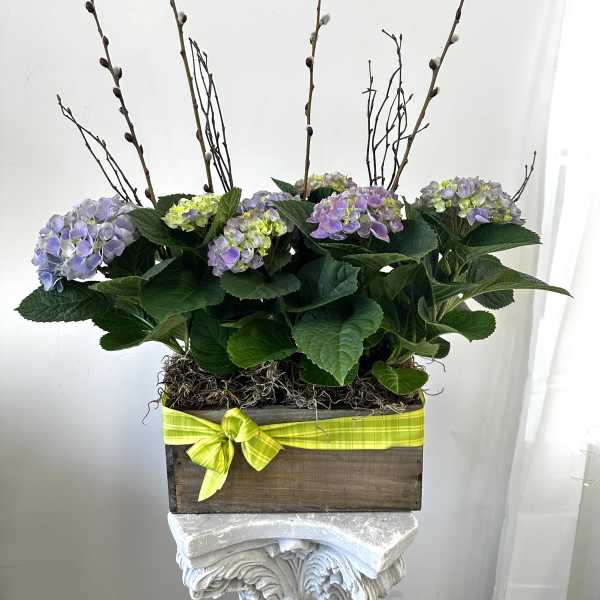 Beautiful Blue Hydrengeas