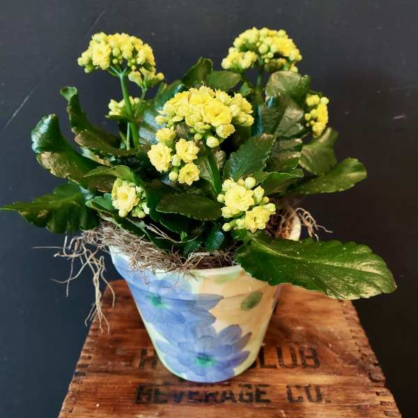 Yellow flowering plant in a painted ceramic pot
