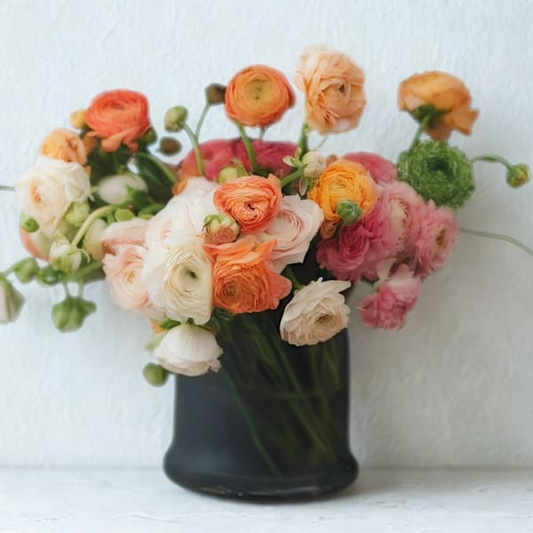 Bouquet of peach, pink, and white ranunculus in a dark vase