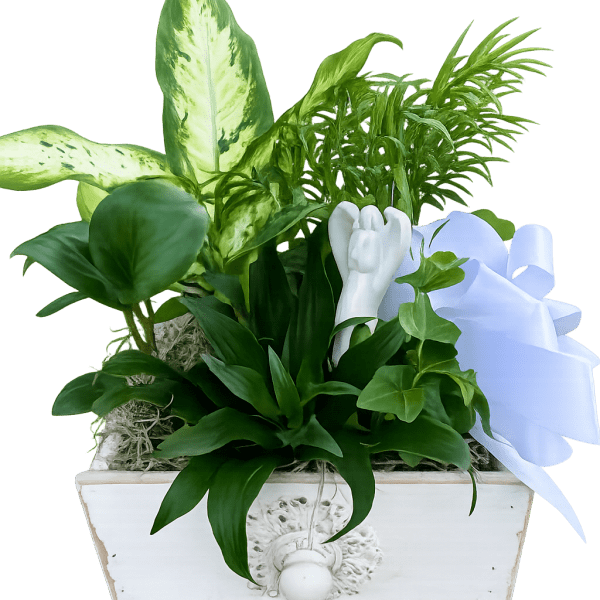 Angel in Heaven Dish garden