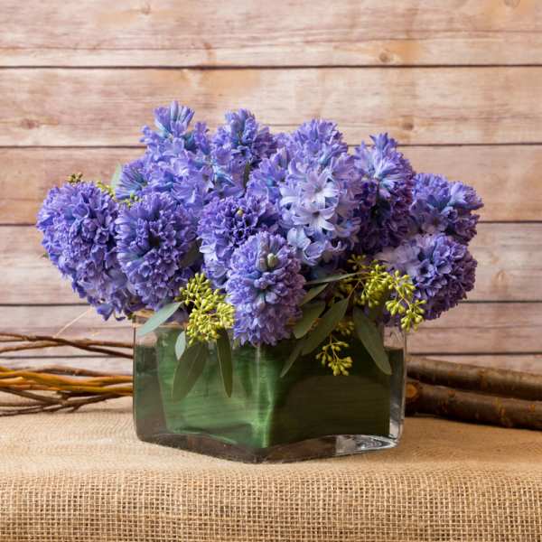 RESPLENDENT HYACINTH ARRANGEMENT