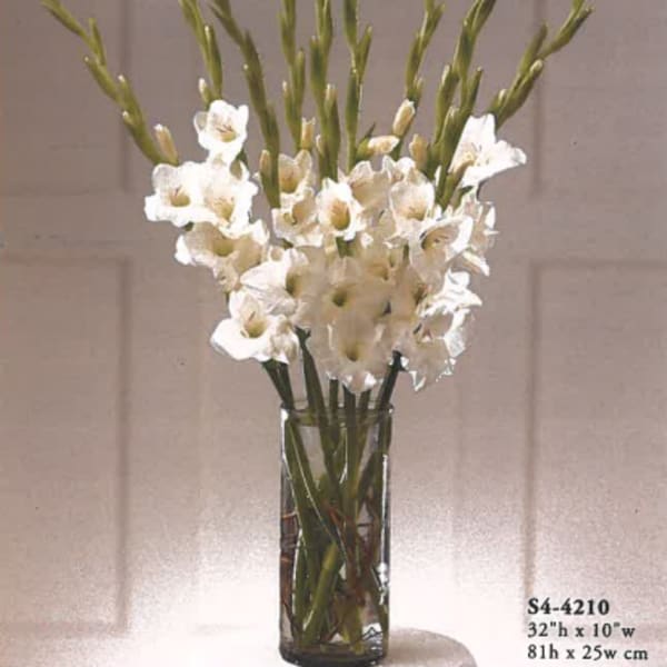 white gladiolas