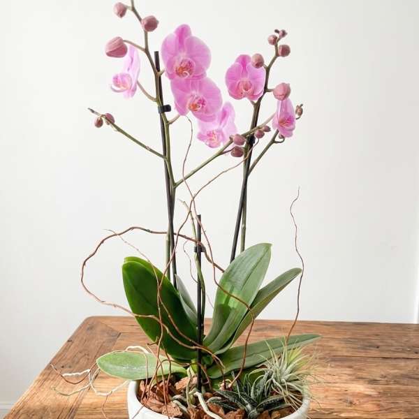 Orchid Zen Garden