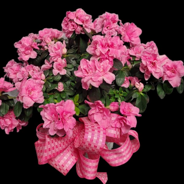 Pink flowering plant with a large checkered ribbon bow