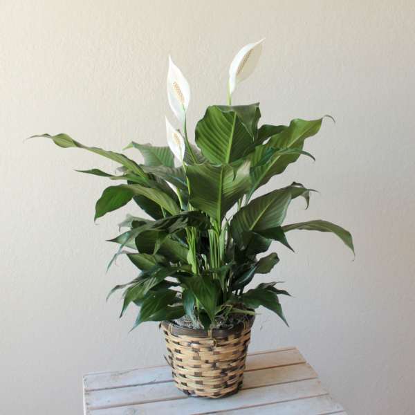 Potted peace lily plant with white blooms in a woven basket