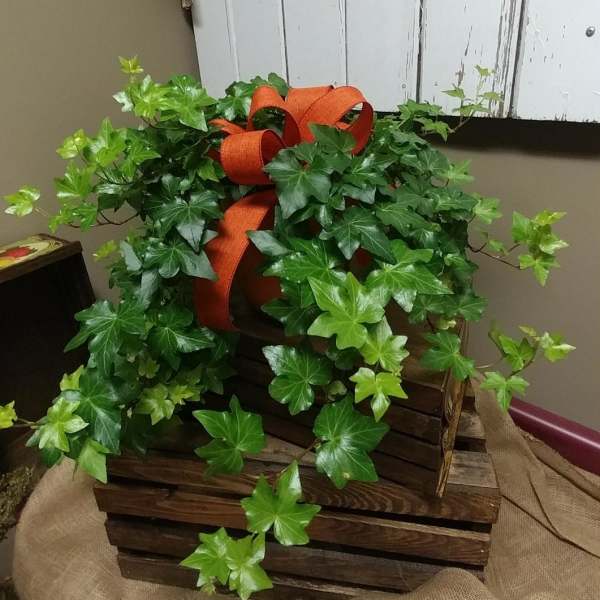 Potted ivy plant with a large orange ribbon in a wooden crate