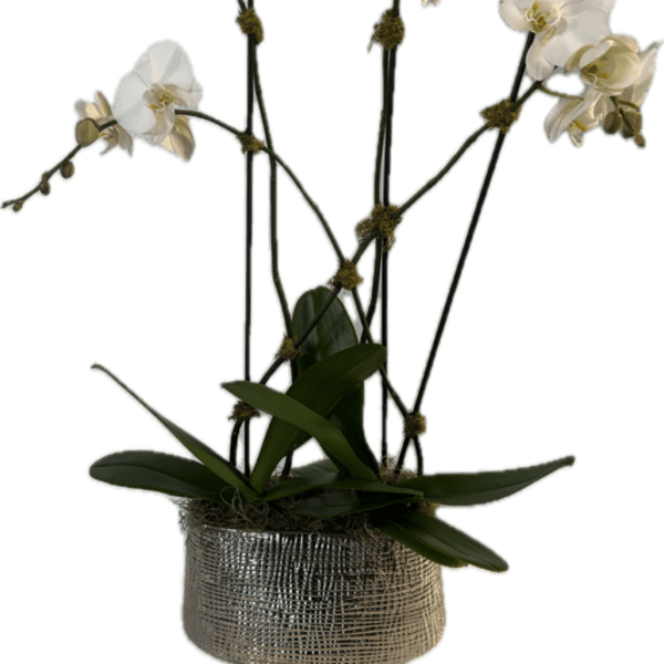 White orchid plant in a woven basket planter