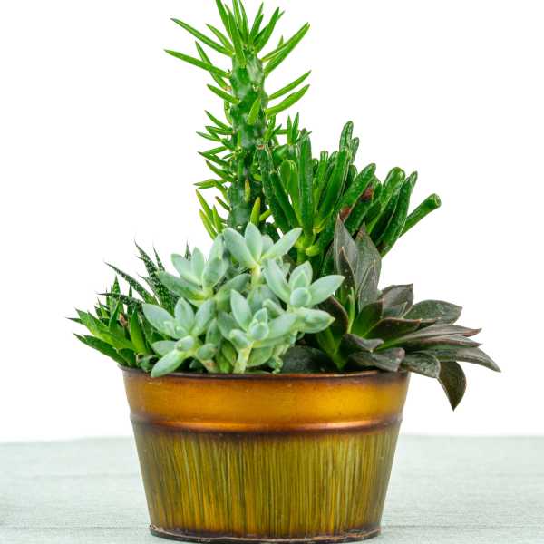 Potted succulent arrangement in a brown ceramic container
