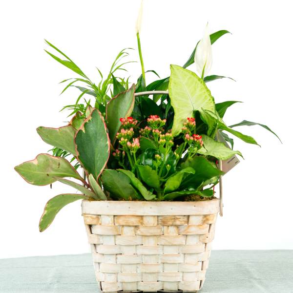 Our Brooks Dish Garden