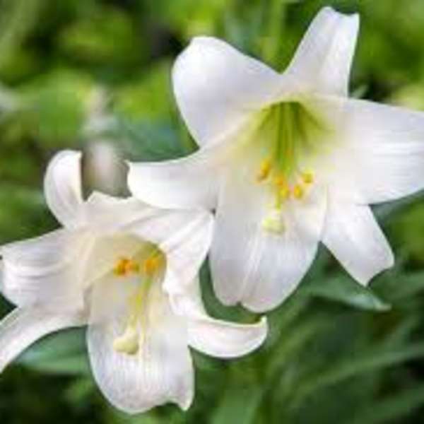 Easter Lily