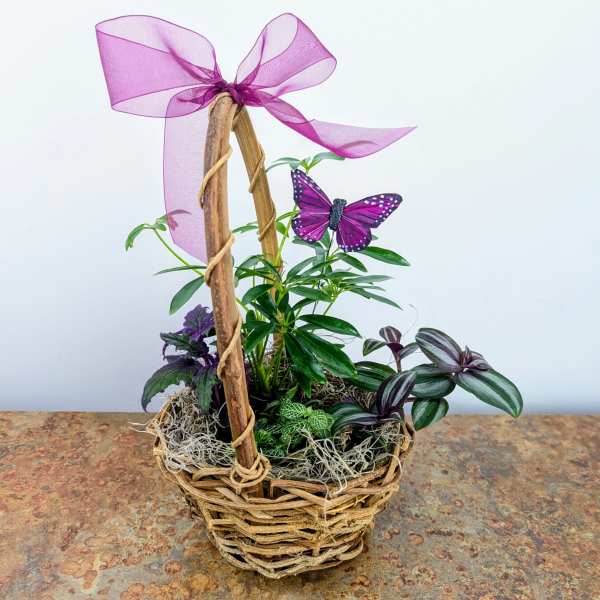 Small potted plant arrangement in a wicker basket with a purple bow and butterfly decoration.