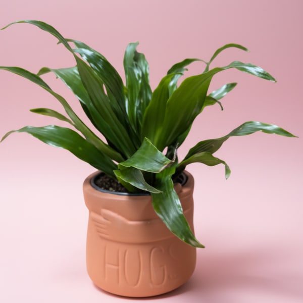 A Little Pot of Hugs