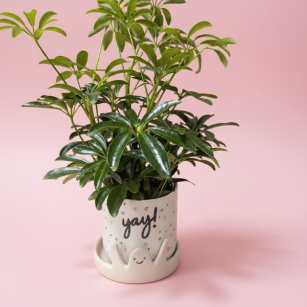 The Yay! You Did It Plant