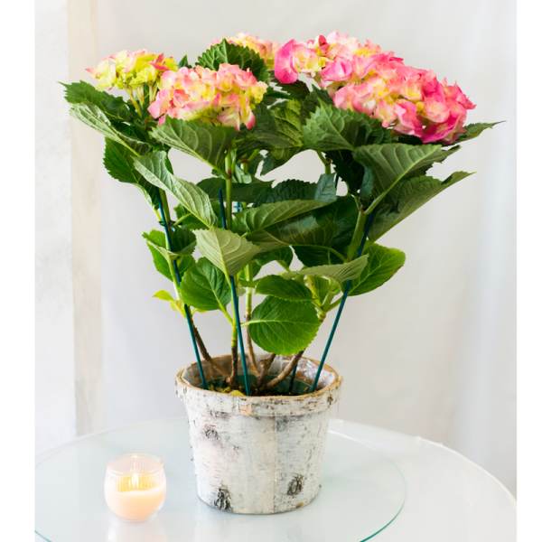 Pink Hydrangea Plant