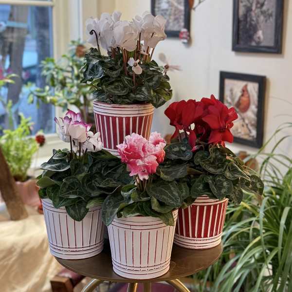 Potted cyclamen plants in striped red-and-white containers