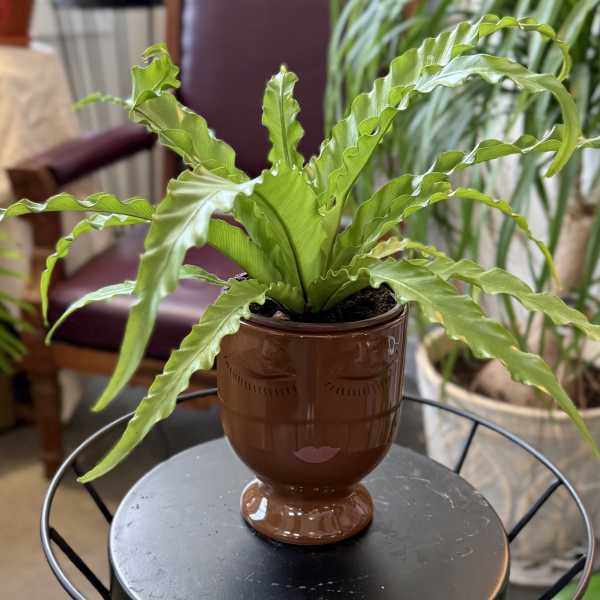 Potted green fern in a brown decorative planter