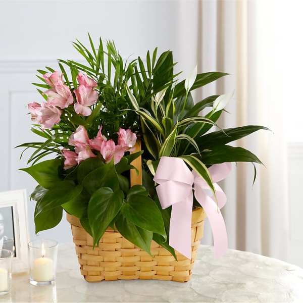 Pink flowers and green plants in a wicker basket with a pink ribbon