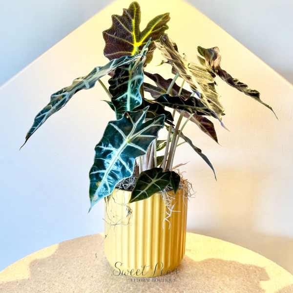 Golden Alocasia
